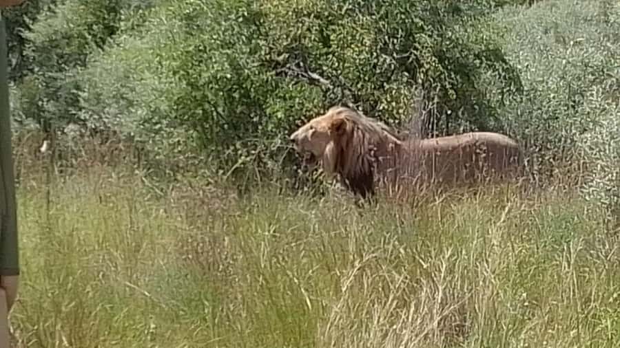 Johannesburg: Guided Walk with Lions in the African Bush - Walking with lions instead of watching from a vehicle