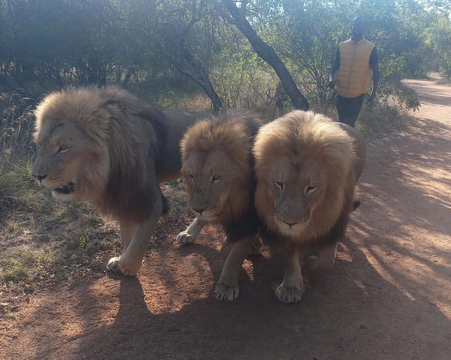Johannesburg: Guided Walk with Lions in the African Bush - Meeting the young lions in the bush