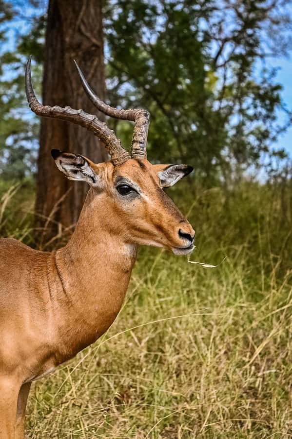 Johannesburg: Guided Walk with Lions in the African Bush - What is included, and what you still need to pay for