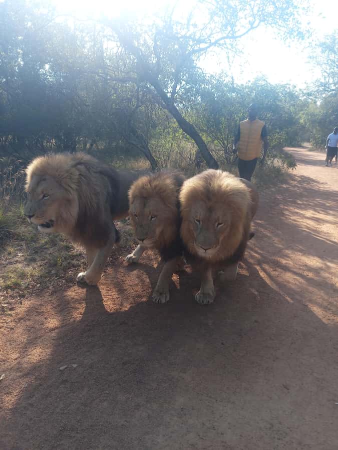 Johannesburg: Guided Walk with Lions in the African Bush - The conservation question you should ask