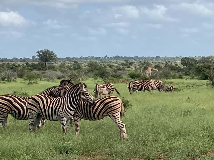 Johannesburg: Guided Walk with Lions in the African Bush - Language, group size, and solo visitors