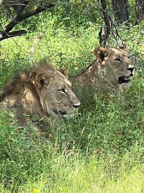 Johannesburg: Half-Day Big 5 Safari Tour - Key points at a glance
