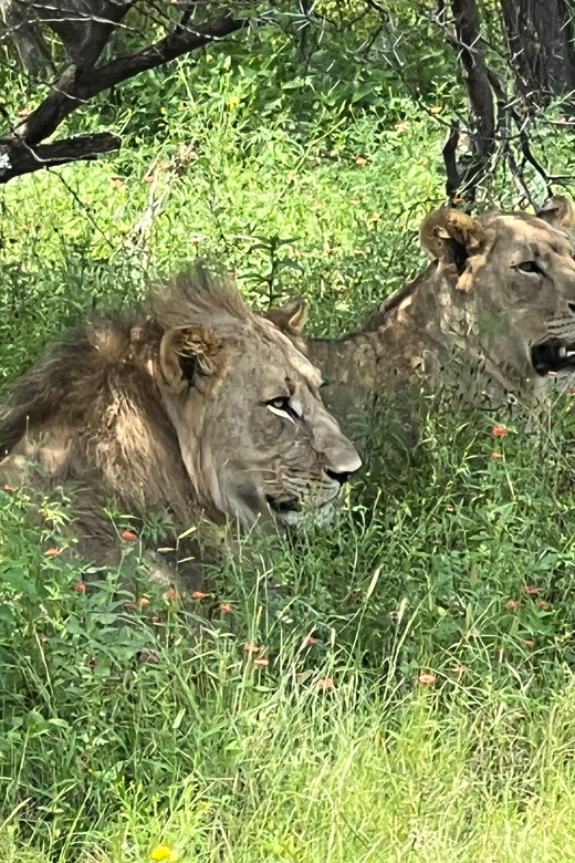 Johannesburg: Half-Day Big 5 Safari Tour - A Big Five outing from Johannesburg