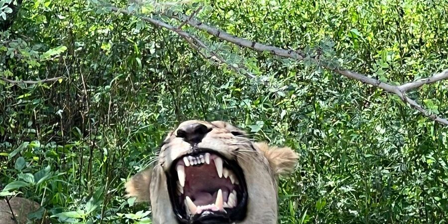 Johannesburg: Half-Day Big 5 Safari Tour - What happens during the three-hour drive
