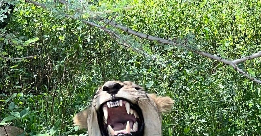 Johannesburg: Half-Day Big 5 Safari Tour - How realistic is a Big Five checklist?