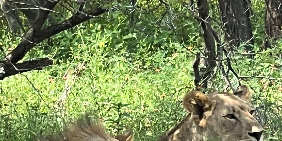 Johannesburg: Half-Day Big 5 Safari Tour - Small groups make the outing more personal