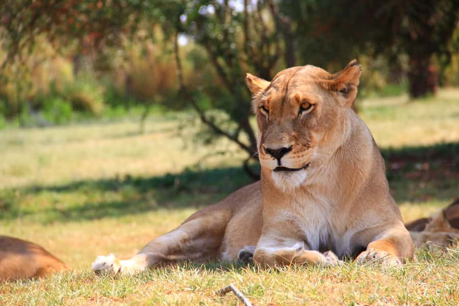 Johannesburg: Lion Park Safari and Cultural Village Tour - Starting at the Cradle of Humankind