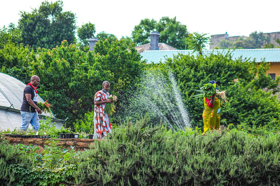 Johannesburg: Pan-African Cooking & Dinning Experience - Timing, group size, and practical comfort