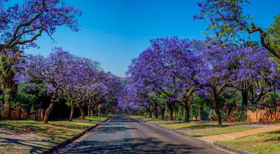 Johannesburg: Pretoria and Cullinan Diamond Mine Tour - Paul Kruger House and the story of the Transvaal