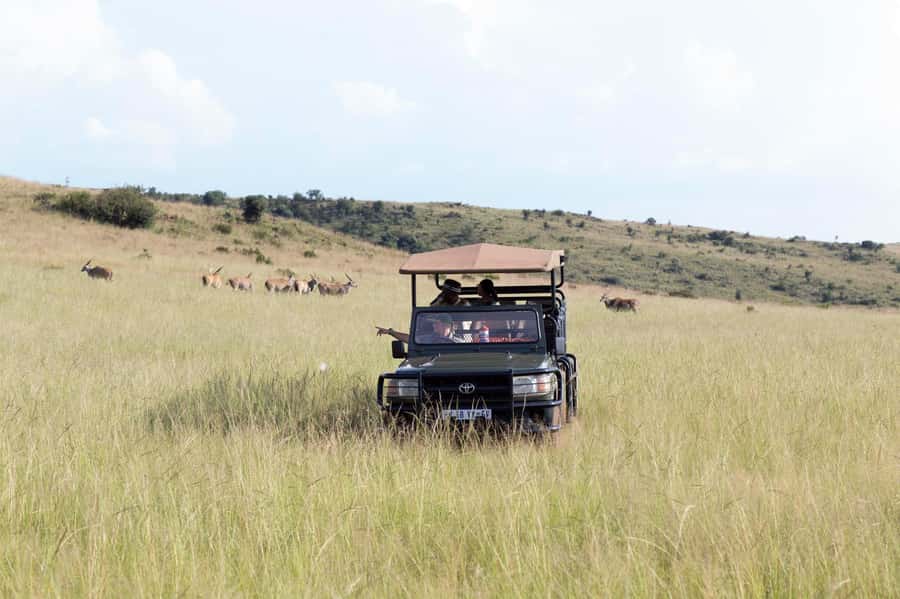 Johannesburg: Rhino and Lion Nature Reserve Safari - Key points at a glance