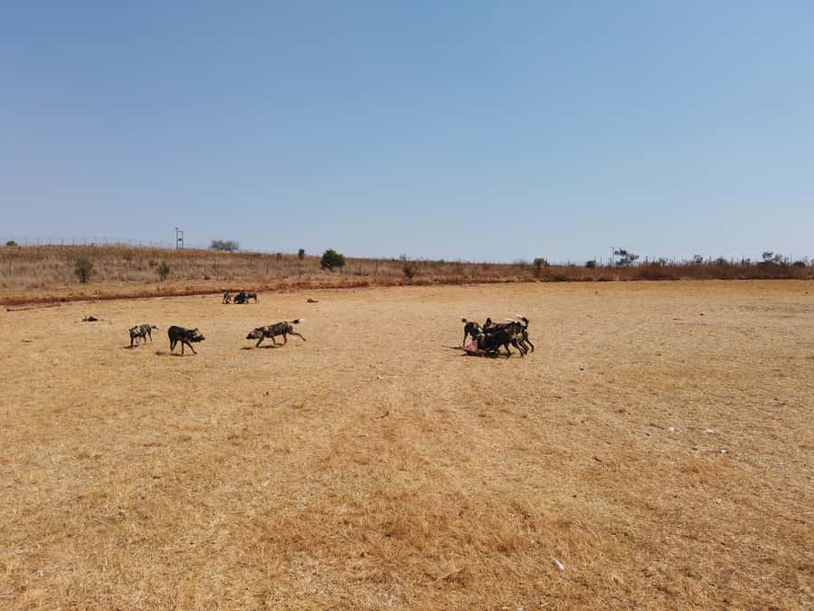 Johannesburg: Rhino and Lion Nature Reserve Safari - The final stop for souvenirs