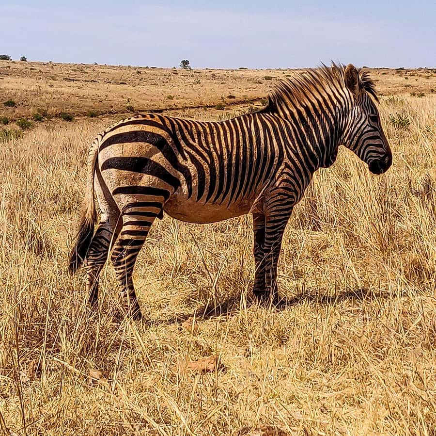 Johannesburg: Rhino and Lion Nature Reserve Safari - Who will enjoy this outing most?