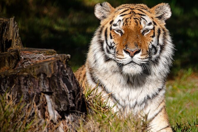Jukani Wildlife Sanctuary Admission with Guided Tour - Meeting rescued cats at Jukani