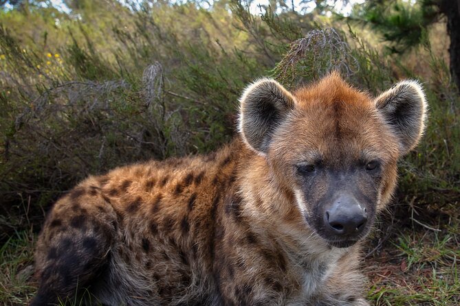 Jukani Wildlife Sanctuary Admission with Guided Tour - What the 90-minute walking tour feels like