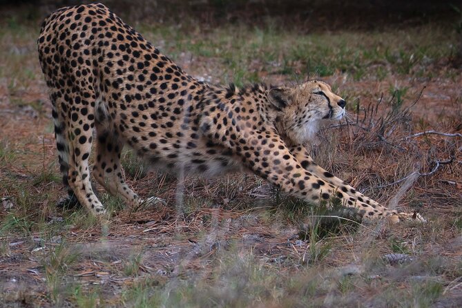 Jukani Wildlife Sanctuary Admission with Guided Tour - Beyond lions and tigers
