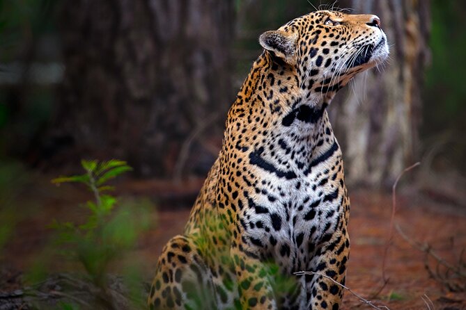Jukani Wildlife Sanctuary Admission with Guided Tour - Choosing the right time of day