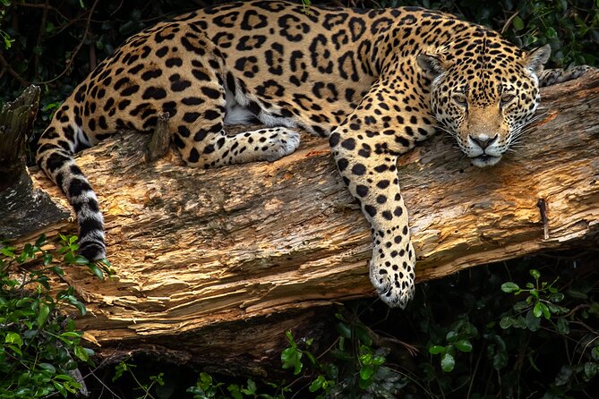 Jukani Wildlife Sanctuary Admission with Guided Tour - Is the $24.73 price good value?