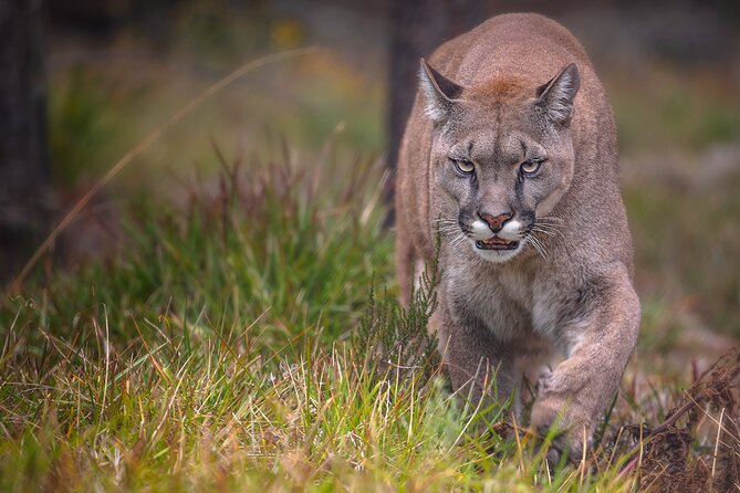 Jukani Wildlife Sanctuary Admission with Guided Tour - The sanctuary’s conservation message