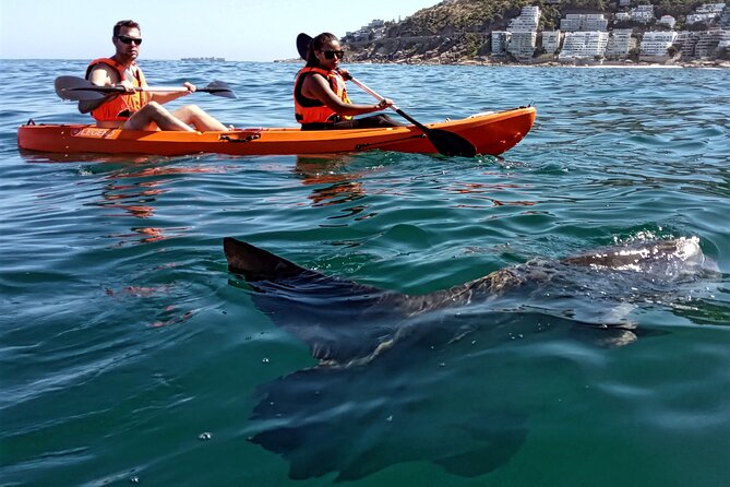 Kayak Adventure at Clifton Beach - Rock pools and kelp forests near Maiden’s Cove