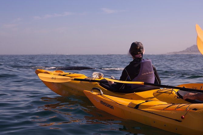 Kayak Chapman's Peak and Karbonkelberg in Hout Bay - Price, timing, and what you actually receive