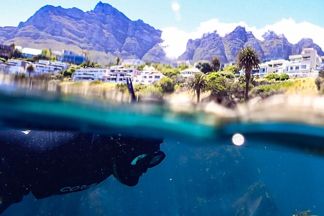 Kelp Forest Snorkeling in Cape Town - Key points to know before you book