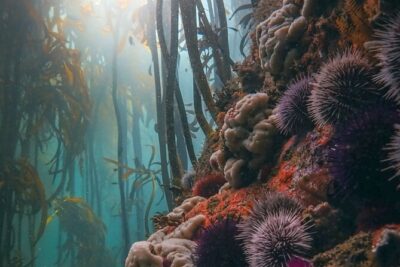 Kelp Forest Snorkeling in Cape Town