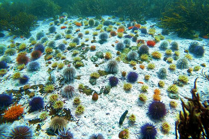 Kelp Forest Snorkeling in Cape Town - The creatures you might find beneath the kelp