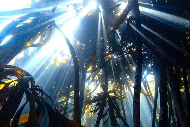 Kelp Forest Snorkeling in Cape Town - Changing afterward and returning to Muizenberg