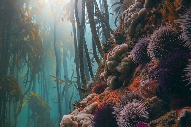 Kelp Forest Snorkeling in Cape Town - Starting in Muizenberg with a proper briefing