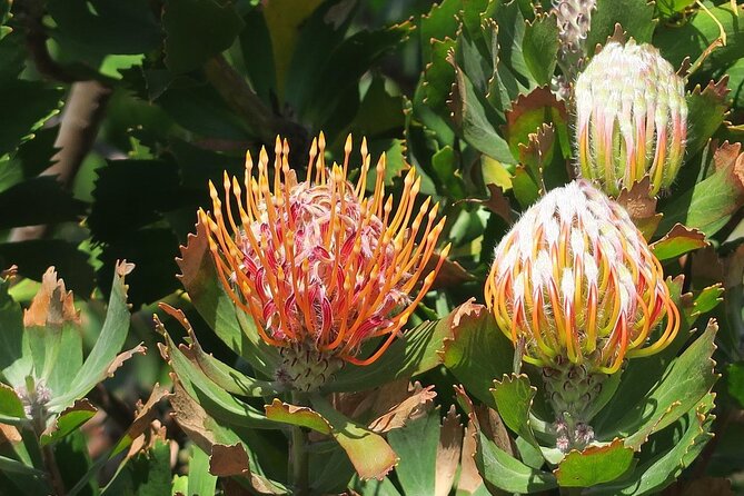 Kirstenbosch Botanical Gardens and Constantia Wine Tasting Tour. - Optional AFROGEM and the Diamond-Cutting Demonstration