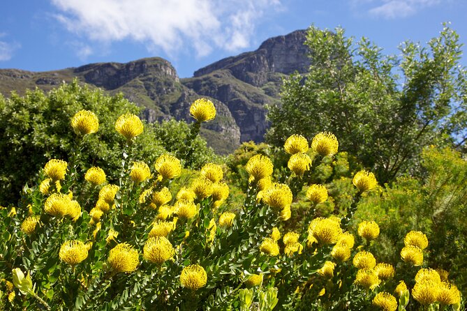 Kirstenbosch Garden, Bo-Kaap-Penguins & Cape of Good Hope Tour - Kirstenbosch in 90 guided minutes