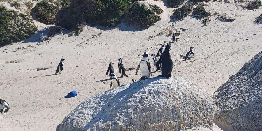 Kirstenbosch Garden, Bo-Kaap-Penguins & Cape Peninsula Tour - Kirstenbosch’s 90-minute garden walk