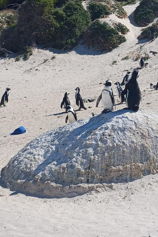 Kirstenbosch Garden, Bo-Kaap-Penguins & Cape Peninsula Tour - Cape of Good Hope and the wind at Cape Point