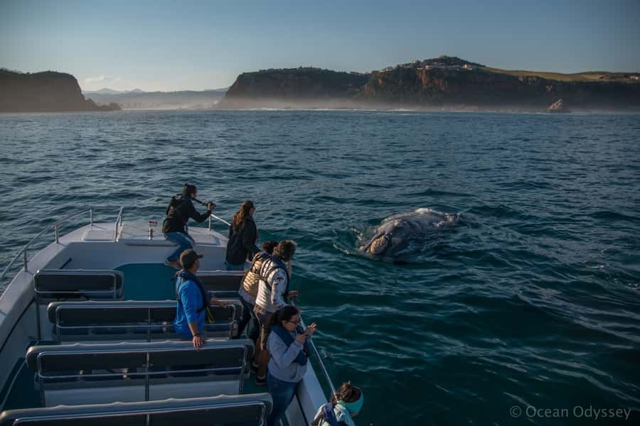 Knysna: Close Encounter Whale Watching Tour by Boat - Key points before you book