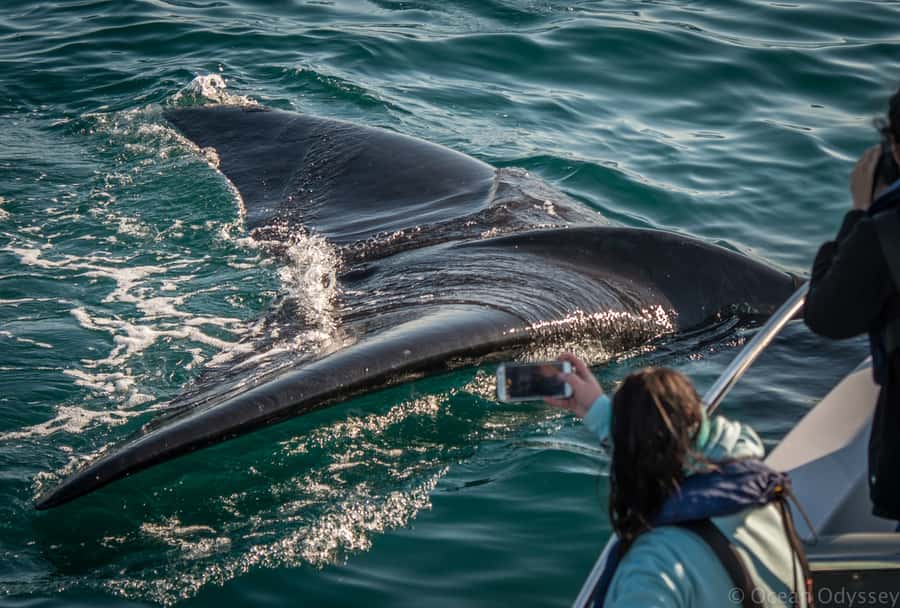 Knysna: Close Encounter Whale Watching Tour by Boat - The best time and the right kind of passenger