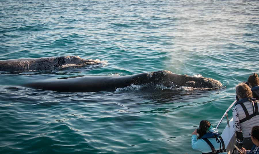 Knysna: Close Encounter Whale Watching Tour by Boat - Humpbacks, southern rights, and Bryde’s whales