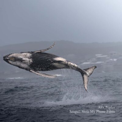 Close Encounter Whale Watching Tour by Boat