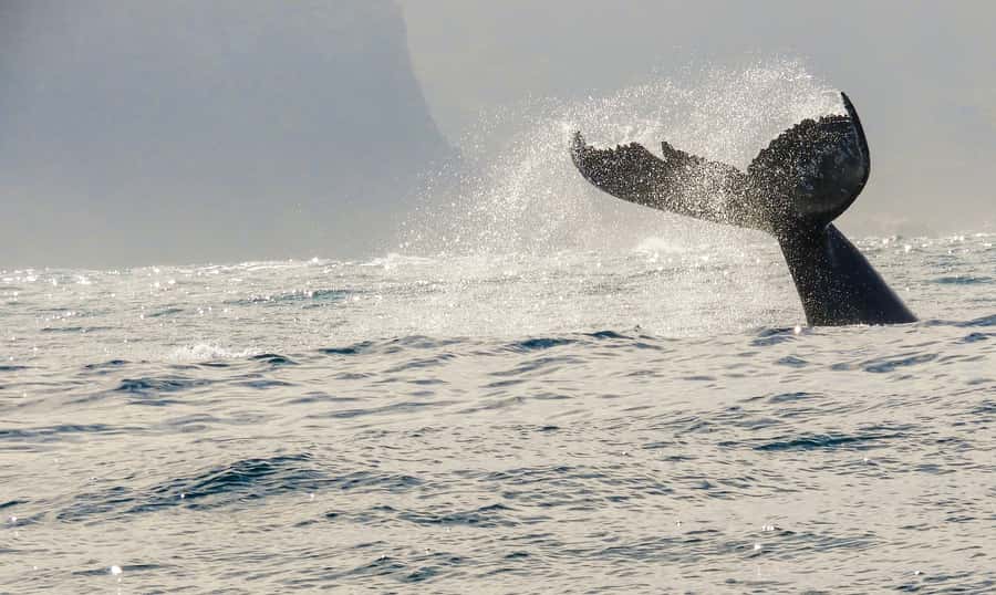 Knysna: Close Encounter Whale Watching Tour by Boat - Dolphins, seals, penguins, and smaller surprises