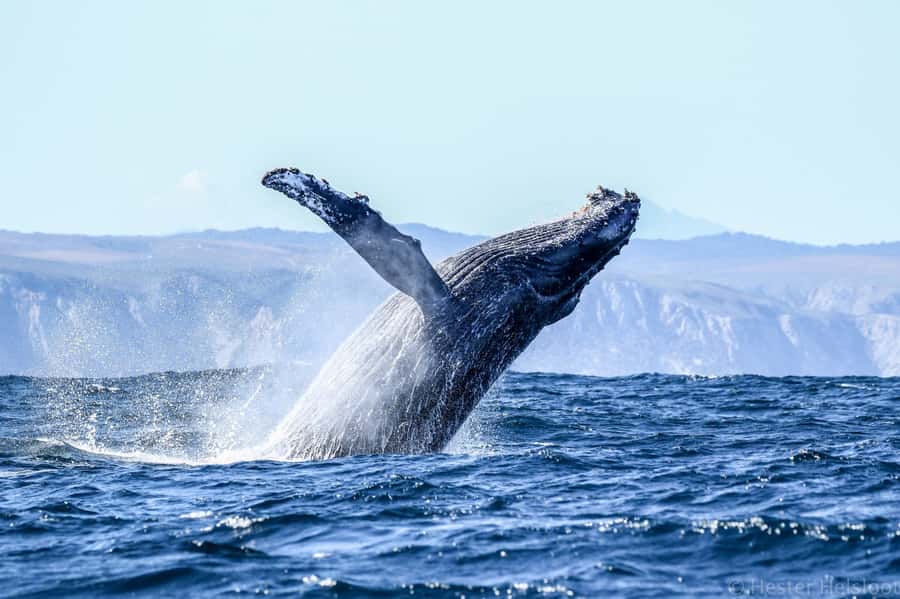 Knysna: Close Encounter Whale Watching Tour by Boat - What two hours feels like on the water