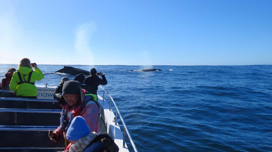 Knysna: Close Encounter Whale Watching Tour by Boat - Safety, comfort, and seasickness