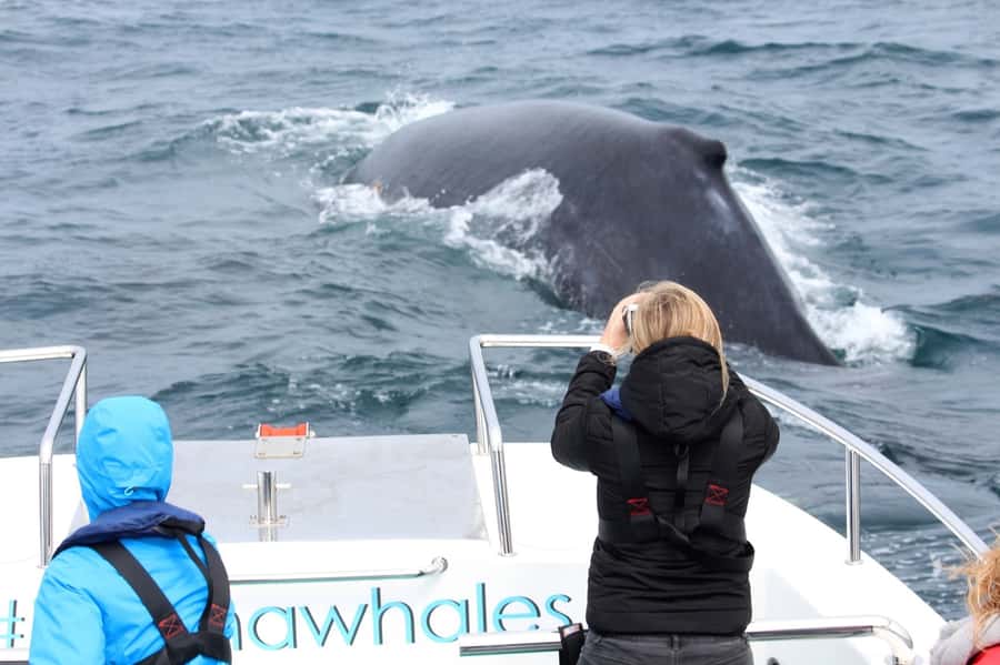 Knysna: Close Encounter Whale Watching Tour by Boat - Why the small capacity matters