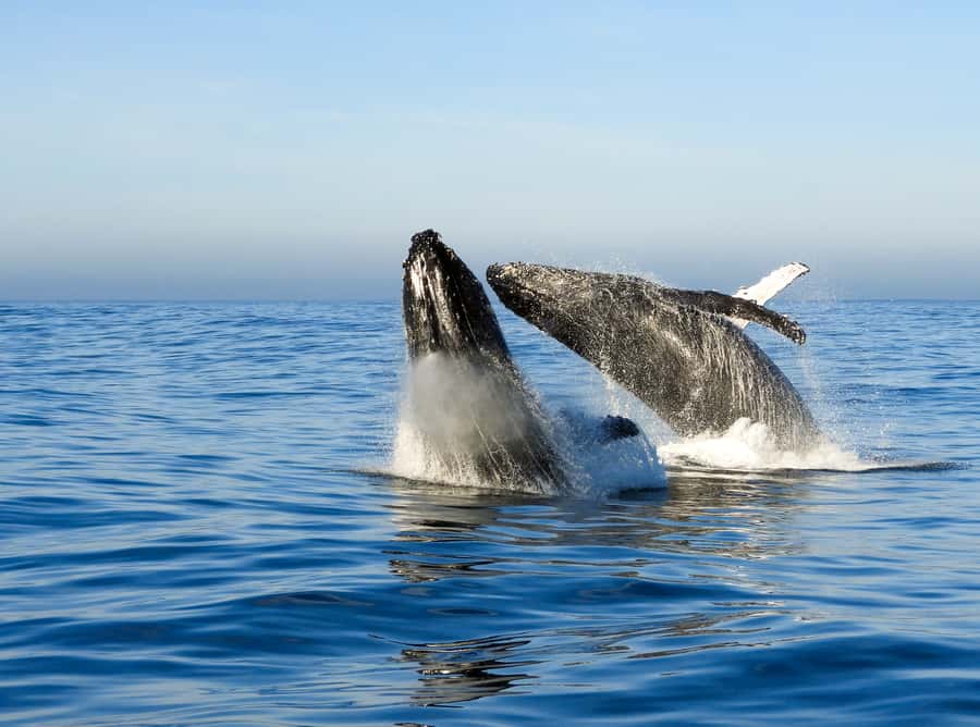 Knysna: Close Encounter Whale Watching Tour by Boat - Is $113 a fair price?