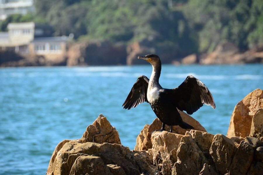 Knysna Heads and Estuary Adventure - From Thesen Harbour Town to the water