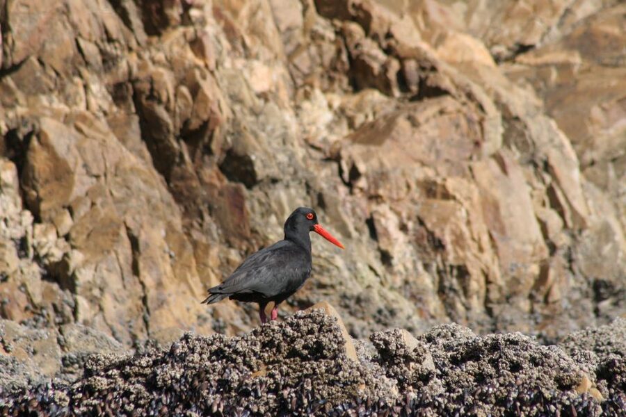 Knysna Heads and Estuary Adventure - What the guide adds to a short cruise