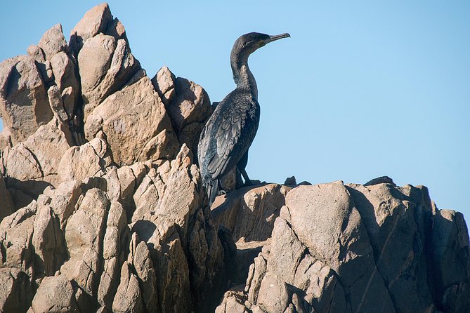 Knysna Heads & Lagoon Adventure Tour - Why Knysna Heads makes this short cruise worthwhile
