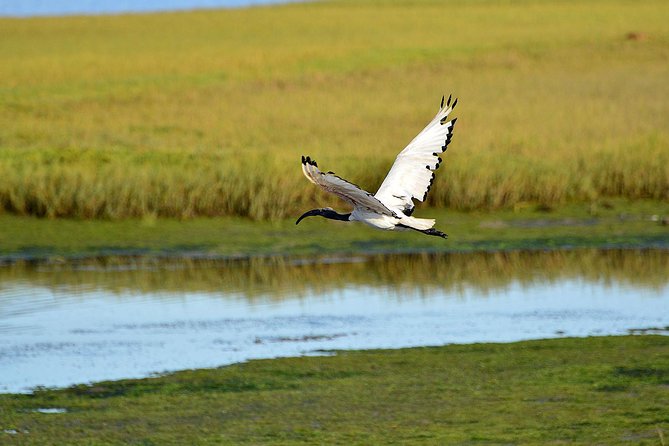 Knysna Heads & Lagoon Adventure Tour - Wildlife, from estuary birds to dolphins