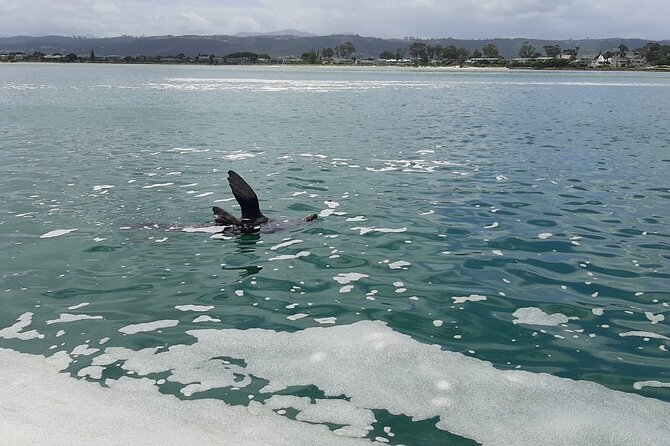 Knysna Lagoon Boat Cruises - Food, drinks, and comfort on board