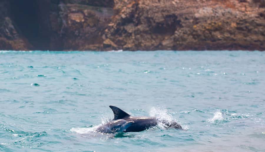 Knysna: Luxury Sunset Cruise with Captain's Barbeque - Who should book this Knysna sunset cruise?