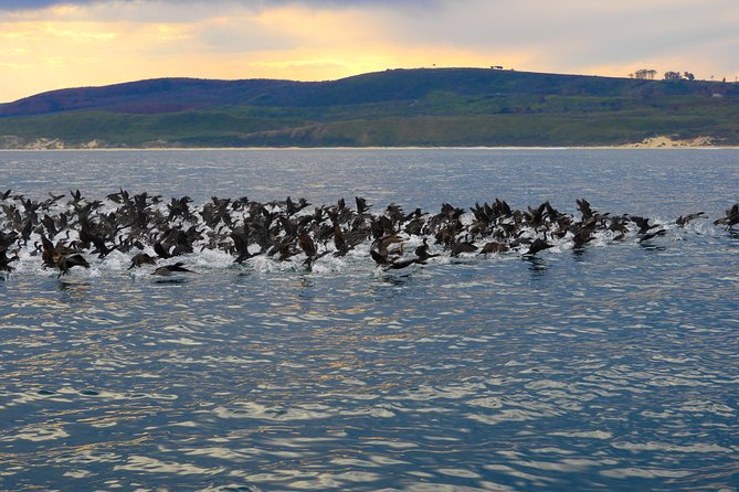Knysna Marine Life & Garden Route Coastline Experience - Why the Knysna Lagoon makes a good starting point