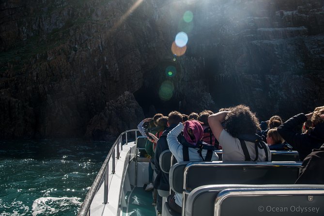 Knysna Marine Life & Garden Route Coastline Experience - Searching for dolphins, whales, seals, and seabirds